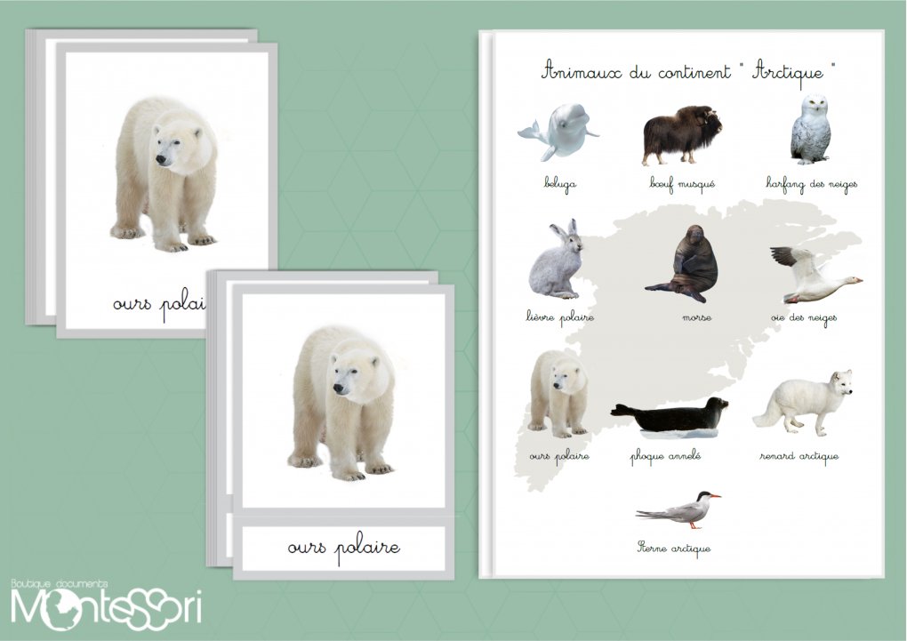 Animaux Arctique Liste